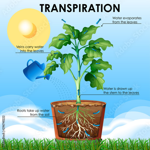 Diagram showing transpiration with plant and water