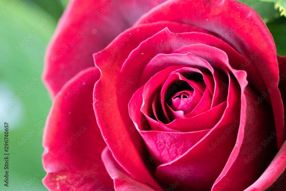 バラの花 バラの花