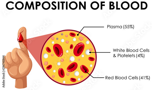 Diagram showing composition of blood