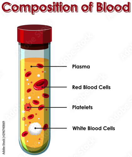 Diagram showing composition of blood