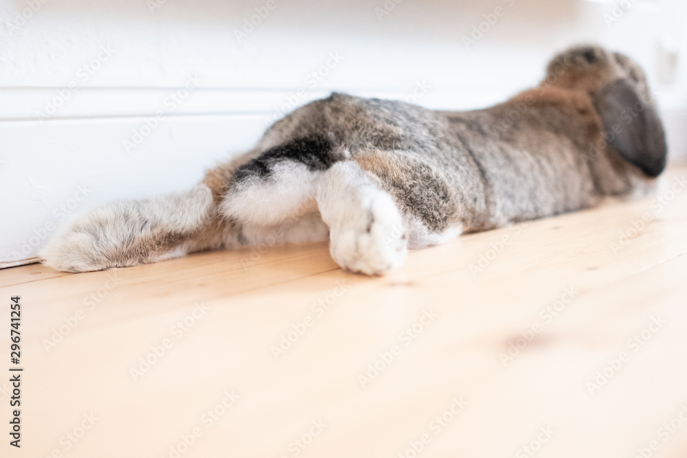 Sweet bunny captured from behind lying on a wooden floor hanging out Sweet bunny captured from behind lying on a wooden floor hanging out