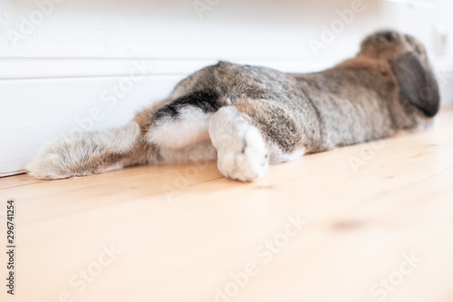 Sweet bunny captured from behind lying on a wooden floor hanging out