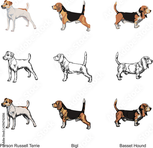 dog breeds, line, color, black, set, vector, illustration, various dog images photo