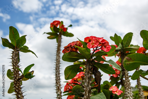 Close-up of crown of thorns red flower. photo