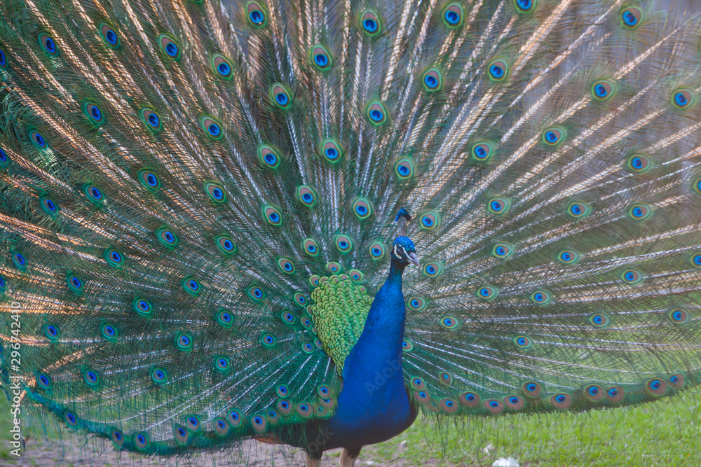 Naklejka premium Pfau beim Rad schlagen