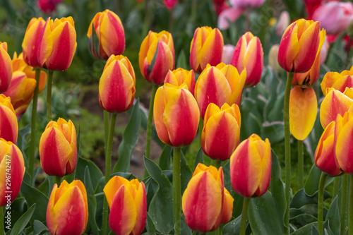 obraz-wiosny-kwiat-tulipana