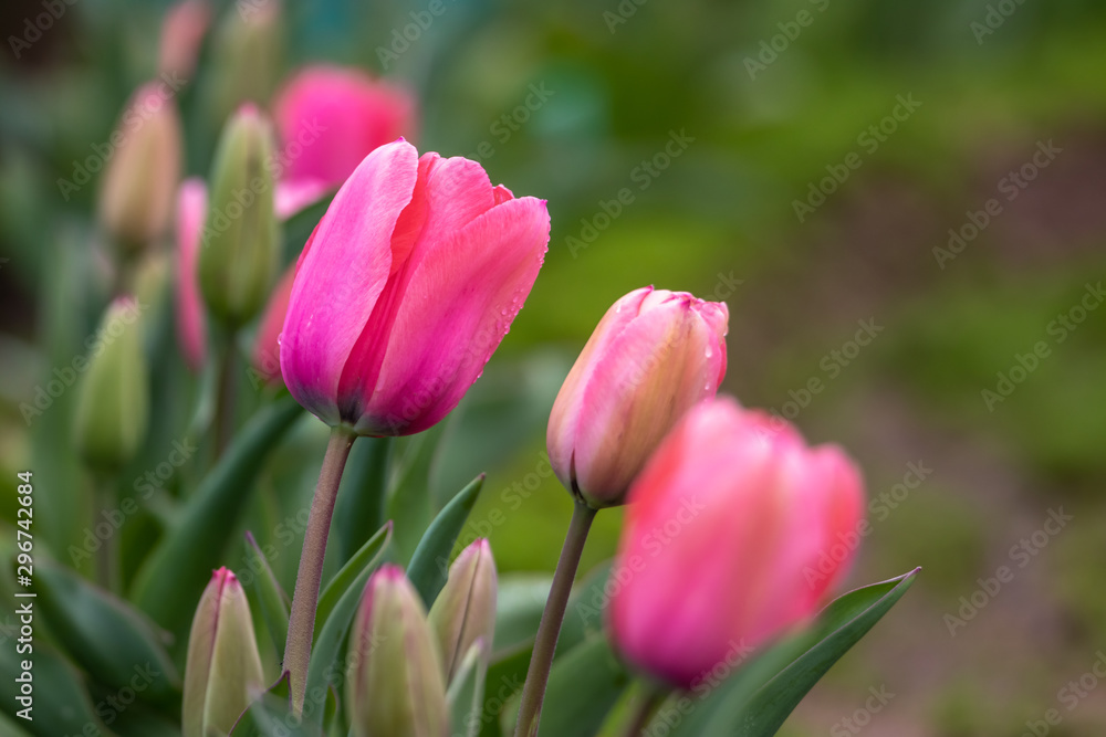 チューリップの花　春イメージ