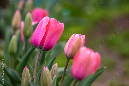 チューリップの花　春イメージ