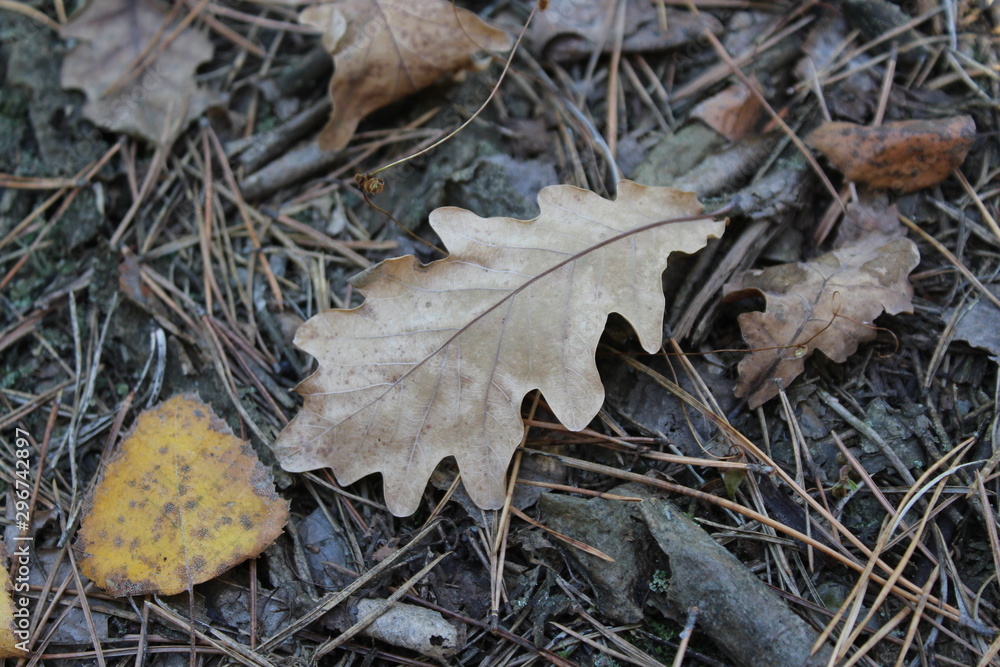 autumn leaves on the ground