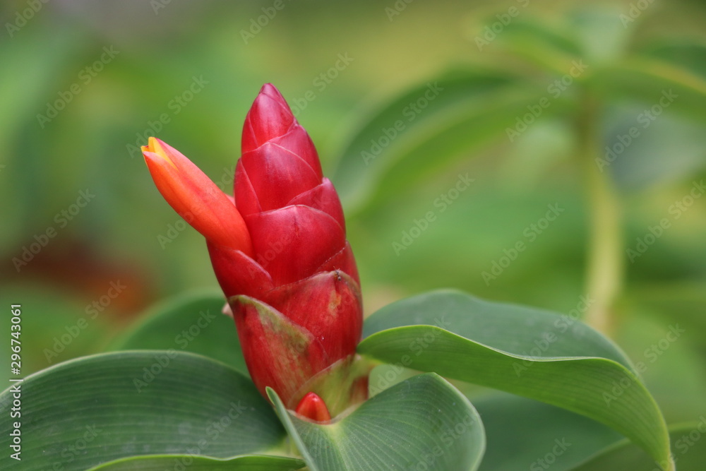 Rote Blume Rote Blume