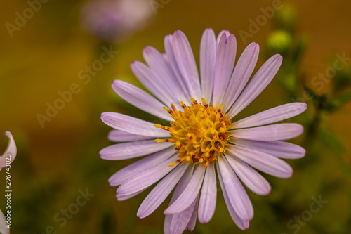 Even small flowers have their own charm. All beauty reveals macro photography.