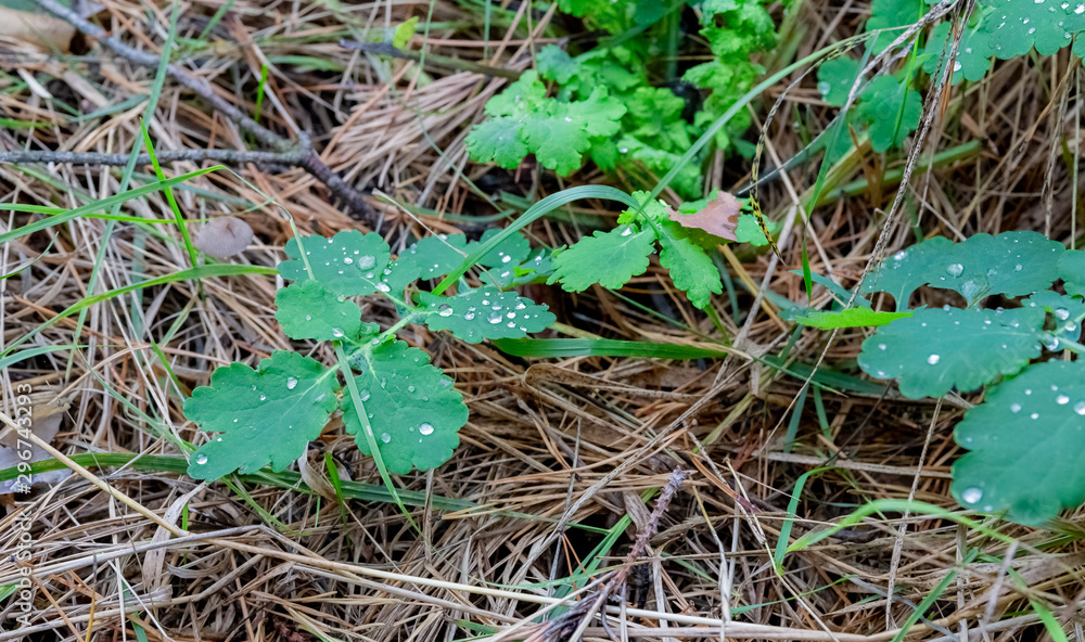 Raindrops on a green leaf on a background of dry grass. Raindrops on a green leaf on a background of dry grass.
