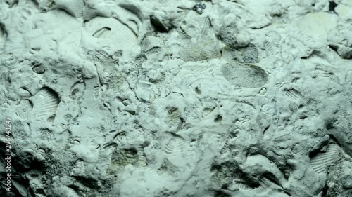 Baltic limestone with fossils on turn table