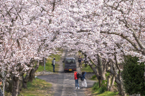 桜のアーチ　春イメージ © TOMO