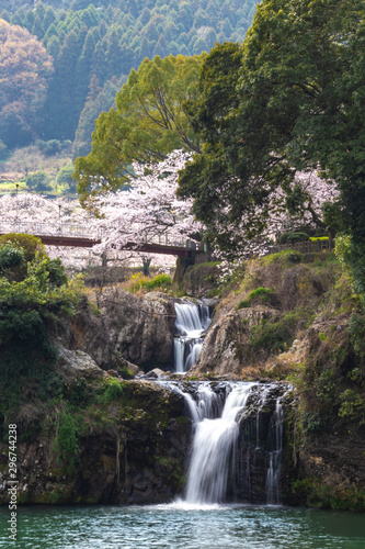 桜の花　春イメージ
