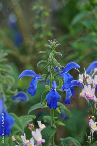 Salvia Blue Angel