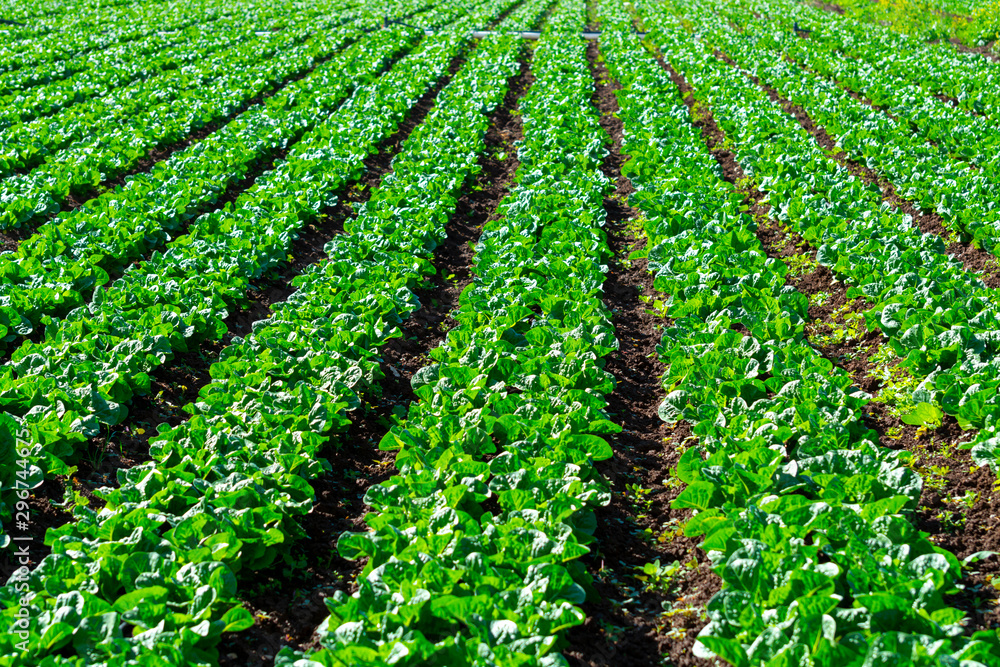 Farm field with rows of young sprouts of green salad lettuce growing outside under greek sun. Farm field with rows of young sprouts of green salad lettuce growing outside under greek sun.