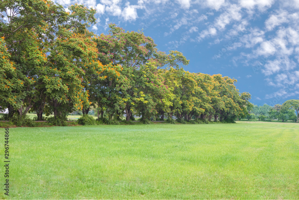 Fototapeta premium Peltophorum pterocarpum tree with windbreak