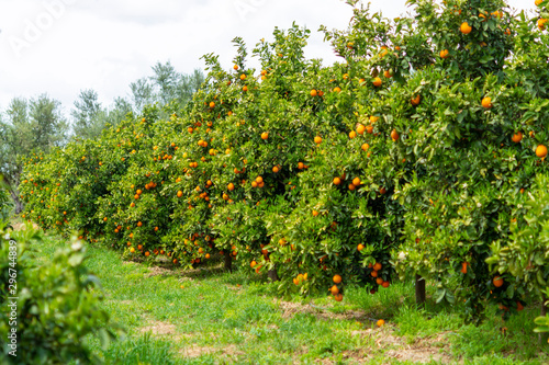 Orange citrus fruit plantation on Peloponnese, Greece, new harvest of sweet juicy oranges, landscape photo