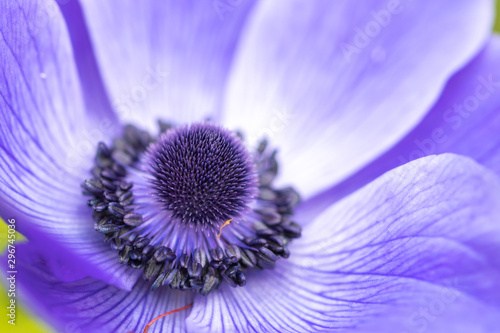 アネモネの花　春イメージ