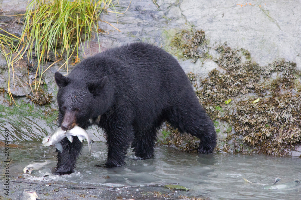 Schwarzbären beim Lachs angeln Schwarzbären beim Lachs angeln