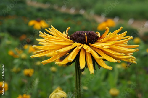 Rudbeckia Chim Chiminee photo