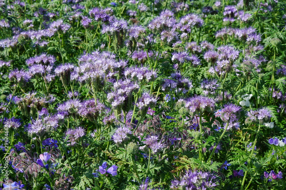 Phacelia tanacetifolia Phacelia tanacetifolia