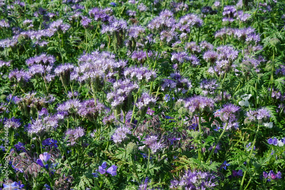 Phacelia tanacetifolia