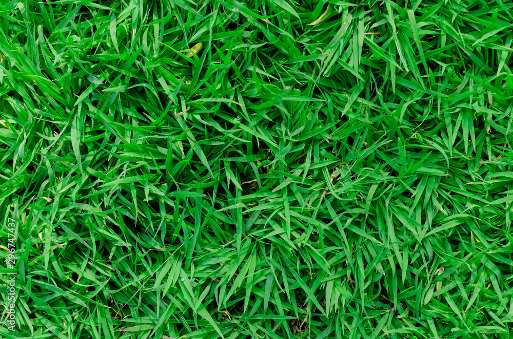 Green grass texture for background. Green lawn pattern and texture background. Close-up. Green grass texture for background. Green lawn pattern and texture background. Close-up.