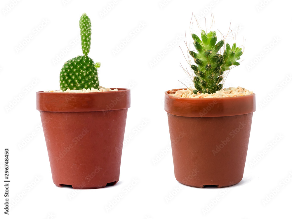 Cactus plants set of desert among sand and rocks. Realistic isolated on white background Cactus plants set of desert among sand and rocks. Realistic isolated on white background