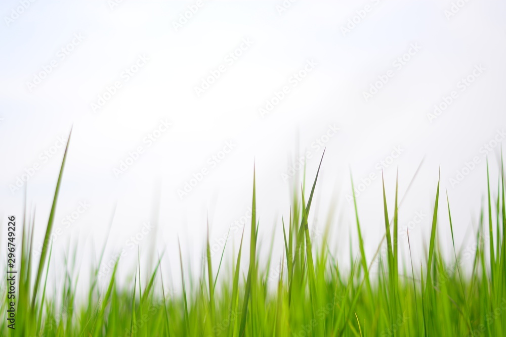 rice on feild with blue sky background rice on feild with blue sky background