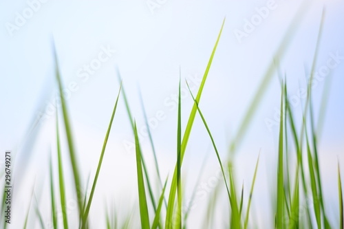 rice on feild with blue sky background