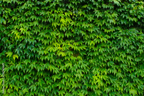 Wall overgrown with bright green leaves