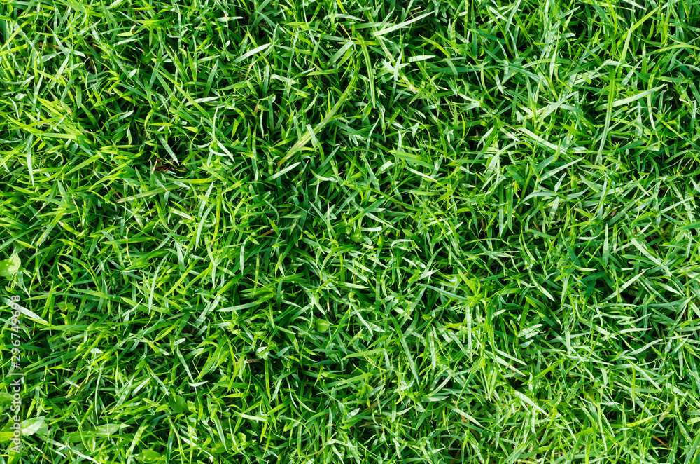 Green grass texture for background. Green lawn pattern and texture background. Close-up. Green grass texture for background. Green lawn pattern and texture background. Close-up.