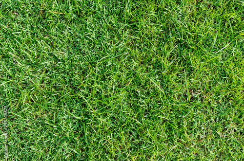 Green grass texture for background. Green lawn pattern and texture background. Close-up.