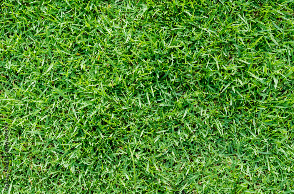 Green grass texture for background. Green lawn pattern and texture background. Close-up. Green grass texture for background. Green lawn pattern and texture background. Close-up.