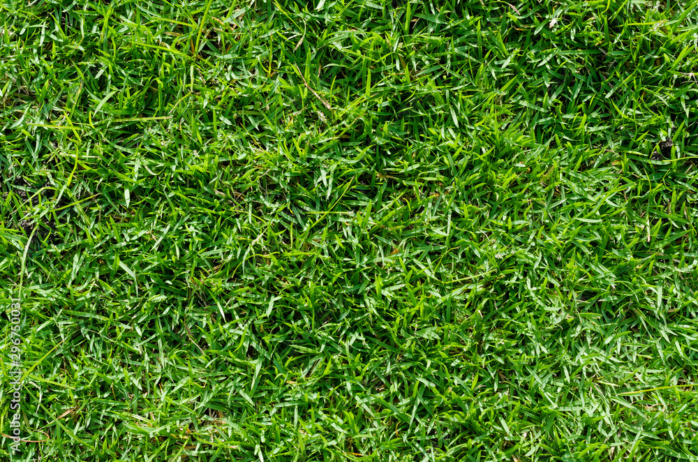 Green grass texture for background. Green lawn pattern and texture background. Close-up. Green grass texture for background. Green lawn pattern and texture background. Close-up.