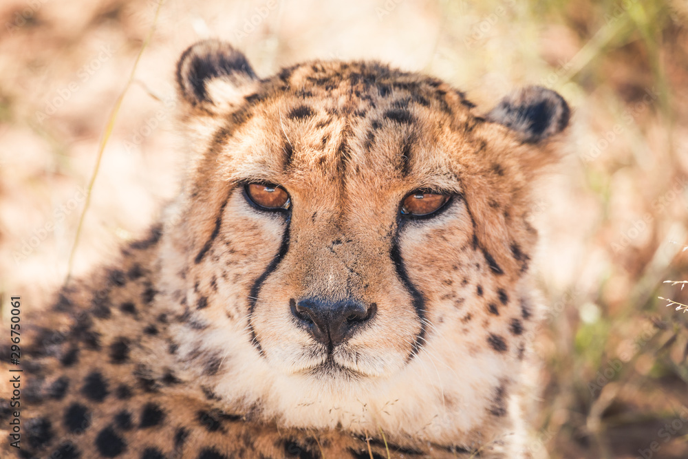 cheetah having a serious look in Namibia cheetah having a serious look in Namibia