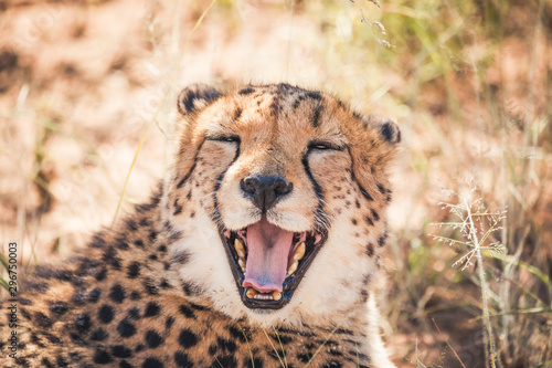 Canvas Print happy cheetah having a smile for everybody