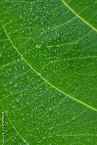 green leaf closeup for background