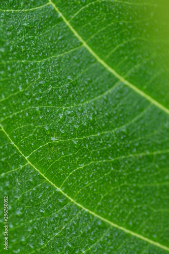 green leaf closeup for background © chatgunner
