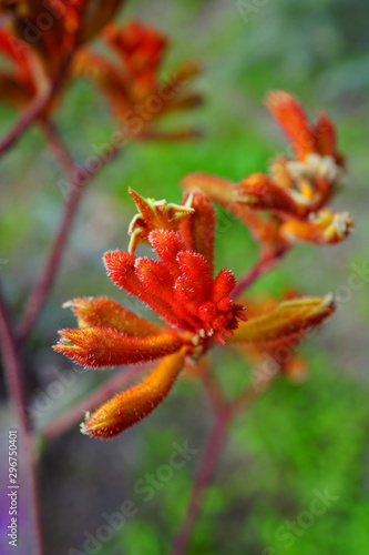 View of a Kings Park Federation Flame red Kangaroo Paw flower  Anigozanthos rufus  in Australia