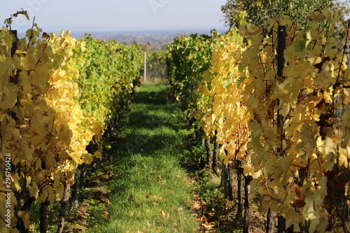 Weinkulturen nach der Ernte in gelb