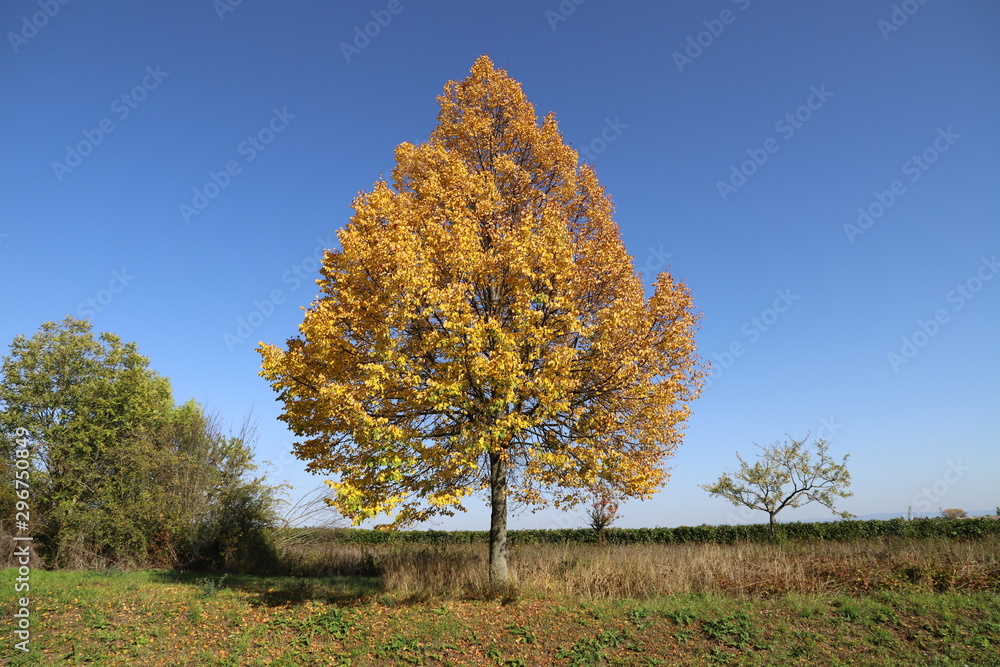 Fototapeta premium Baum mit herbstlicher Färbung vor blau