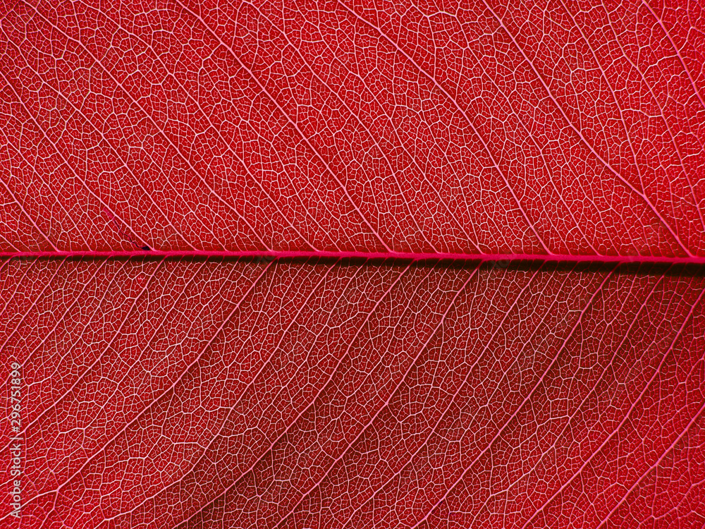 Fototapeta premium red leaf texture