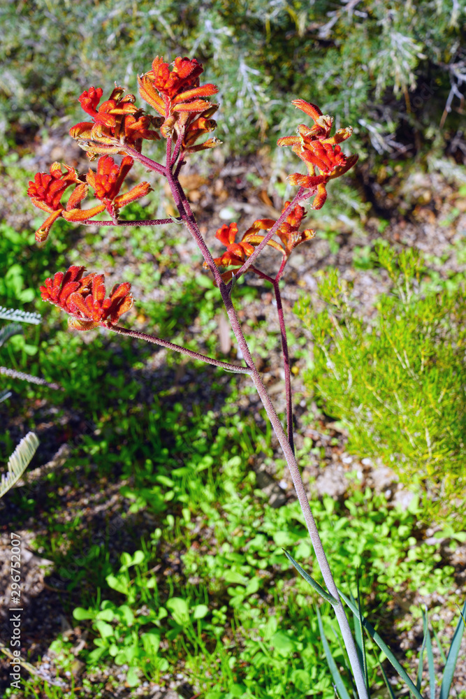 View of a Kings Park Federation Flame red Kangaroo Paw flower (Anigozanthos rufus) in Australia View of a Kings Park Federation Flame red Kangaroo Paw flower (Anigozanthos rufus) in Australia