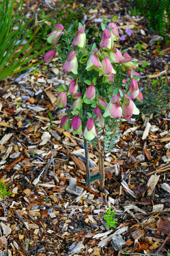 View of a Qualup Bell plant (Pimelea physodes) in Australia View of a Qualup Bell plant (Pimelea physodes) in Australia