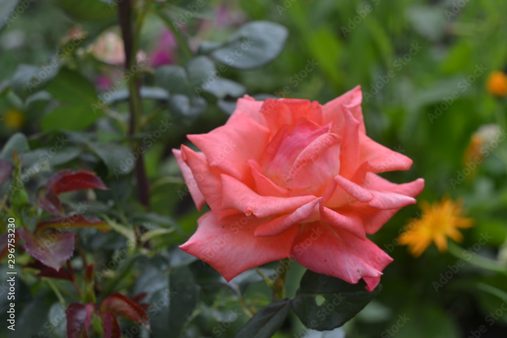 red rose in the garden