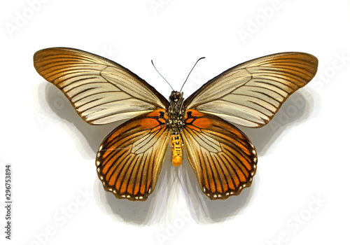 beautiful butterflies in the white background