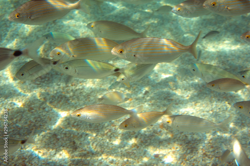 The inhabitants of the sea. A flock of fish in the sea. Underwater shot of fish in the Aegean Sea.